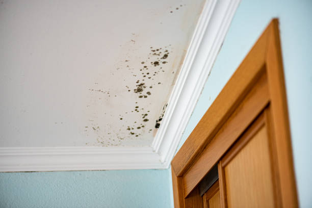 Best Mold Cleaning Services  in Oil City, PA