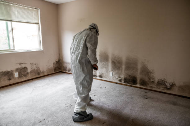 Trusted Oil City, PA Mold Removal Experts
