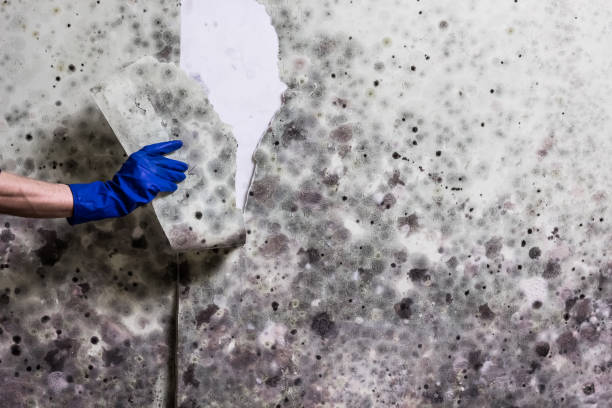 Mold Removal Process in Oil City, PA