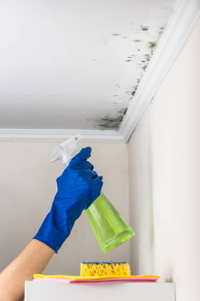 Mold Removal and Inspection in Oil City, PA